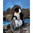 Emperor Penguin Puppet