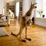 Kangaroo 146cm