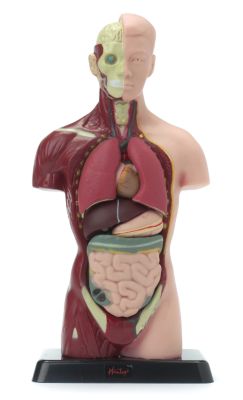 Anatomy Set