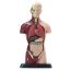 Anatomy Set