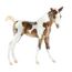 Takoda Horse - Paint Foal